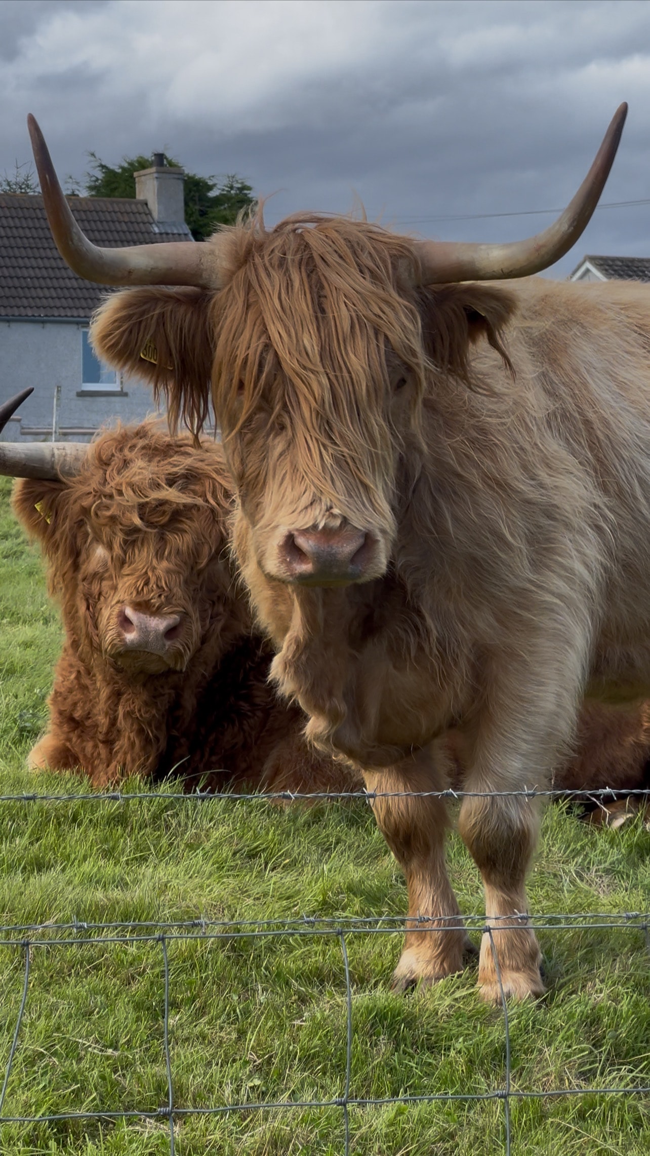 Rural Lifestyle — highland cattle grazing in open paddock
